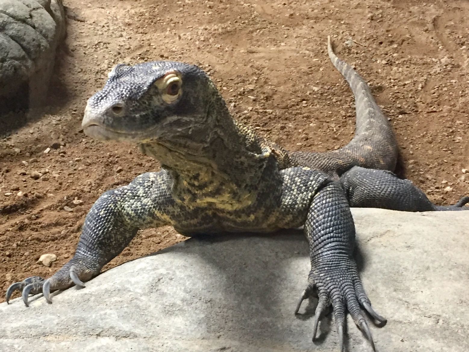 Komodo dragon